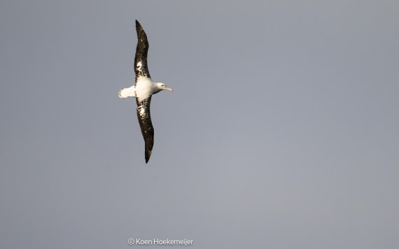 OTL29a26, Day 3, DSC_9725-Edit.jpg © Koen Hoekemeijer - Oceanwide Expeditions.jpg