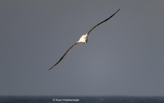 OTL29a26, Day 3, DSC_9745-Edit.jpg © Koen Hoekemeijer - Oceanwide Expeditions.jpg
