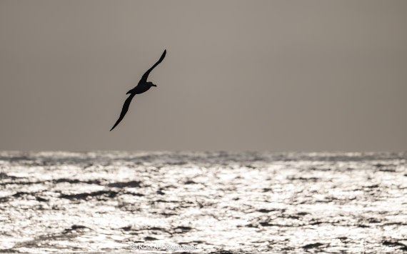 OTL29a26, Day 3, DSC_9801-Edit.jpg © Koen Hoekemeijer - Oceanwide Expeditions.jpg