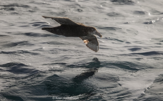 OTL29a26, Day 3, DSC_9880-Edit.jpg © Koen Hoekemeijer - Oceanwide Expeditions.jpg