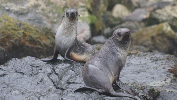 OTL29a26, Day 5, DSC03767.JPG © Jess Owen - Oceanwide Expeditions.JPG