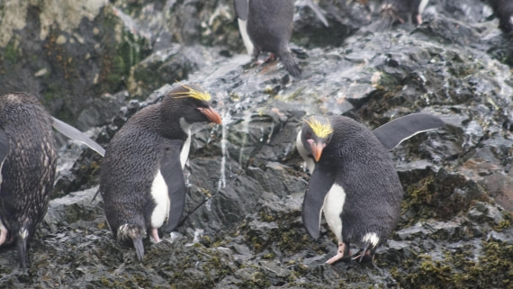 OTL29a26, Day 5, DSC03855.JPG © Jess Owen - Oceanwide Expeditions.JPG