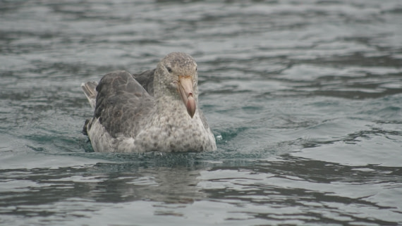 OTL29a26, Day 5, DSC03887.JPG © Jess Owen - Oceanwide Expeditions.JPG