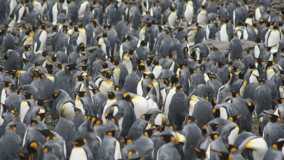 OTL29a26, Day 5, DSC03958.JPG © Jess Owen - Oceanwide Expeditions.JPG