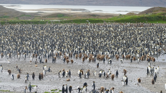 OTL29a26, Day 5, DSC04034.JPG © Jess Owen - Oceanwide Expeditions.JPG