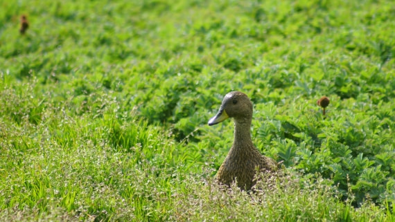 OTL29a26, Day 6, DSC04085.JPG © Jess Owen - Oceanwide Expeditions.JPG
