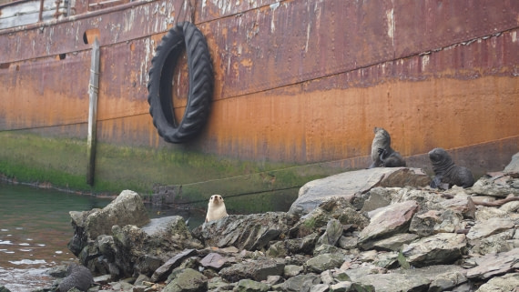 OTL29a26, Day 7, DSC04129.JPG © Jess Owen - Oceanwide Expeditions.JPG