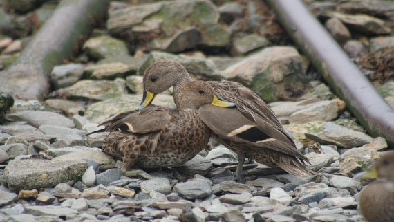 OTL29a26, Day 7, DSC04203.JPG © Jess Owen - Oceanwide Expeditions.JPG