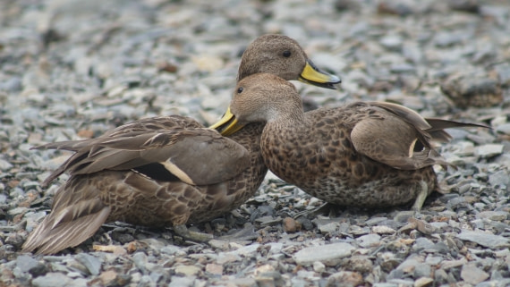 OTL29a26, Day 7, DSC04234.JPG © Jess Owen - Oceanwide Expeditions.JPG