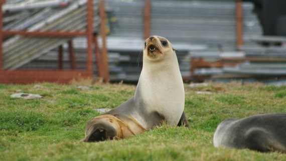OTL29a26, Day 7, DSC04272.JPG © Jess Owen - Oceanwide Expeditions.JPG