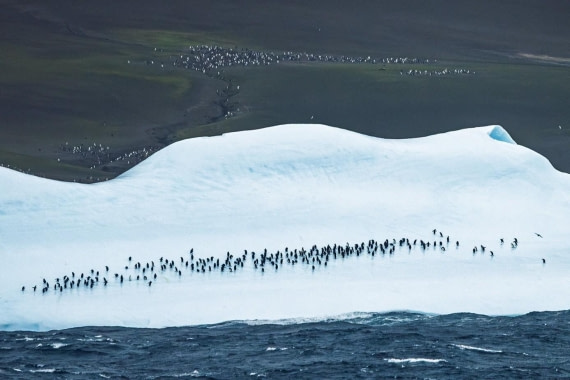 OTL29a26, Day 8, Picture8.jpg © Unknown photographer - Oceanwide Expeditions.jpg