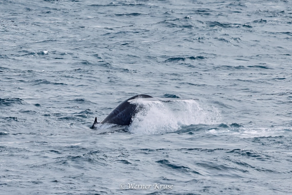 OTL29a26, Day 11, Blue Whales_WKR50630-Edit.jpg © Werner Kruse - Oceanwide Expeditions.jpg