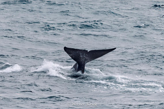 OTL29a26, Day 11, Blue Whales_WKR50636-Edit.jpg © Werner Kruse - Oceanwide Expeditions.jpg