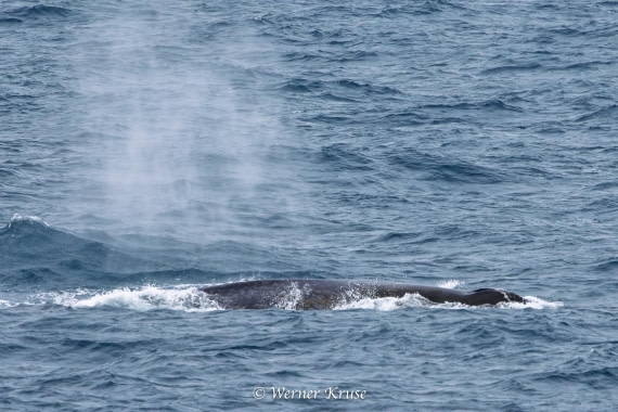 OTL29a26, Day 11, Blue Whales_WKR50657.jpg © Werner Kruse - Oceanwide Expeditions.jpg