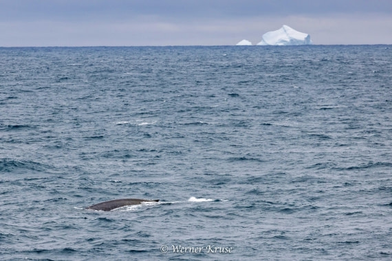 OTL29a26, Day 11, Blue Whales_WKR50670.jpg © Werner Kruse - Oceanwide Expeditions.jpg
