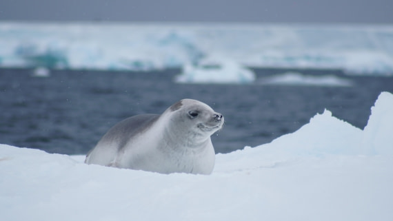 OTL29a26, Day 13, DSC04371.JPG © Jess Owen - Oceanwide Expeditions.JPG