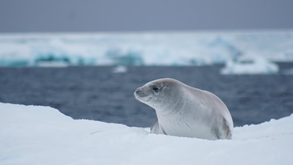OTL29a26, Day 13, DSC04376.JPG © Jess Owen - Oceanwide Expeditions.JPG