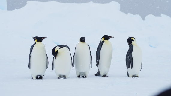 OTL29a26, Day 13, DSC04425.JPG © Jess Owen - Oceanwide Expeditions.JPG