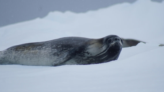 OTL29a26, Day 13, DSC04446.JPG © Jess Owen - Oceanwide Expeditions.JPG