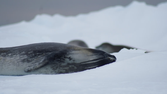 OTL29a26, Day 13, DSC04463.JPG © Jess Owen - Oceanwide Expeditions.JPG