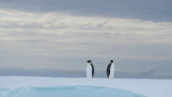 OTL29a26, Day 13, DSC04490.JPG © Jess Owen - Oceanwide Expeditions.JPG