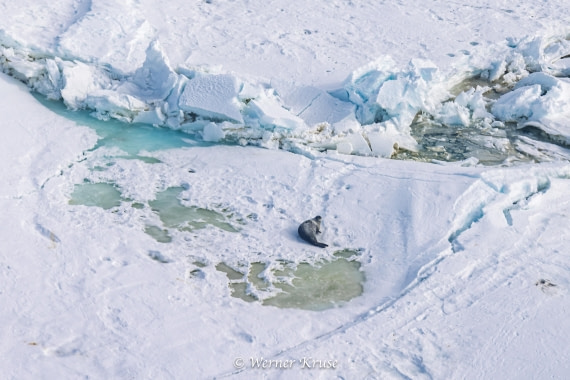 OTL29a26, Day 15, Vahsel-Filchner_WKR51232.jpg © Werner Kruse - Oceanwide Expeditions.jpg