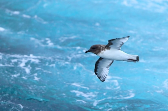 OTL29a26, Day 18, Picture22.jpg © Unknown photographer - Oceanwide Expeditions.jpg