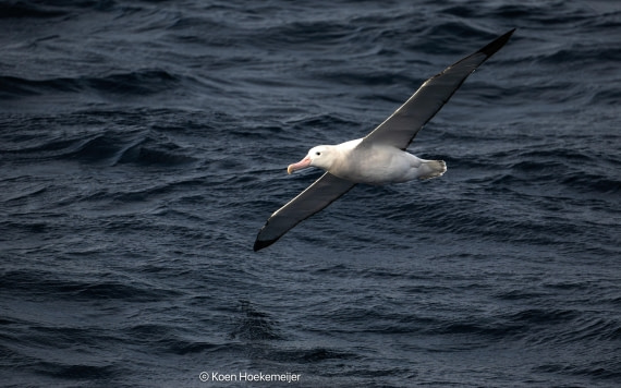OTL29a26, Day 25, DSC_9768-Edit-2.jpg © Koen Hoekemeijer - Oceanwide Expeditions.jpg