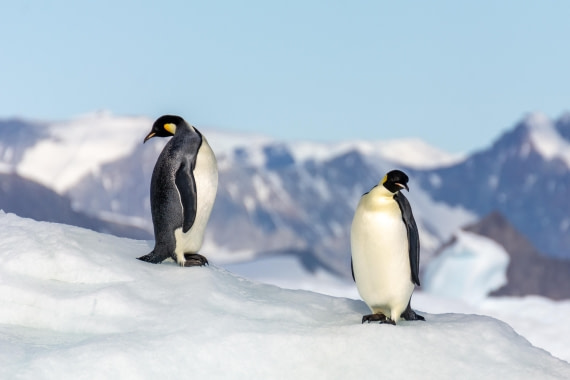 OTL30a26, Day 7, _DSC2672.jpg © Unknown Photographer - Oceanwide Expeditions.jpg