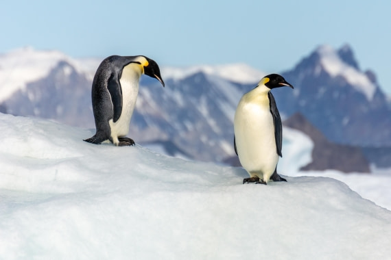 OTL30a26, Day 7, _DSC2673.jpg © Unknown Photographer - Oceanwide Expeditions.jpg