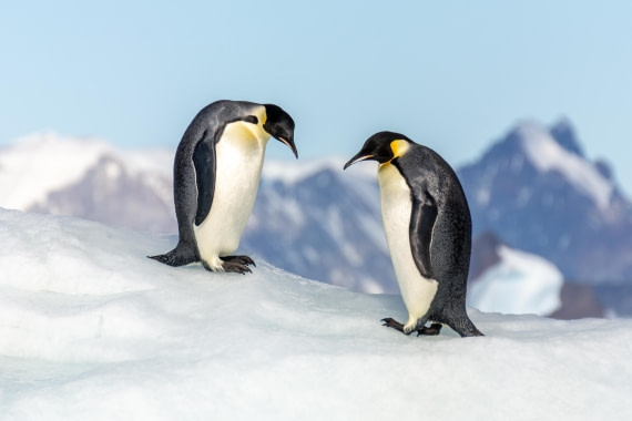 OTL30a26, Day 7, _DSC2676.jpg © Unknown Photographer - Oceanwide Expeditions.jpg