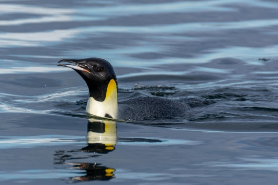 OTL30a26, Day 7, _DSC2678.jpg © Unknown Photographer - Oceanwide Expeditions.jpg