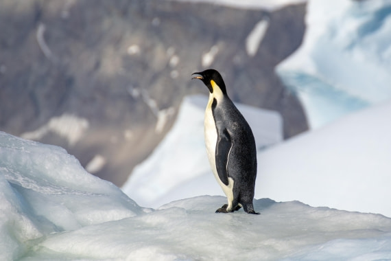 OTL30a26, Day 7, _DSC2686.jpg © Unknown Photographer - Oceanwide Expeditions.jpg