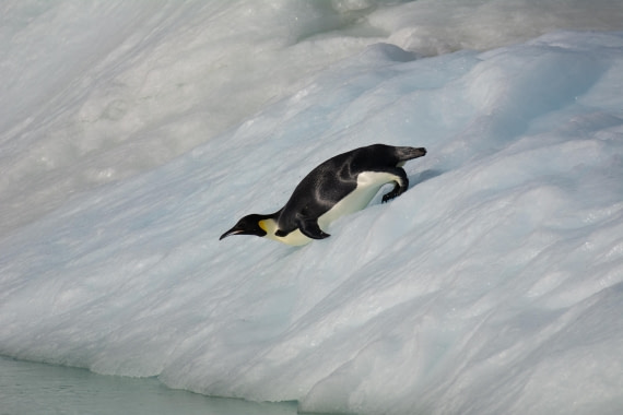 OTL30a26, Day 7, _DSC2693.jpg © Unknown Photographer - Oceanwide Expeditions.jpg