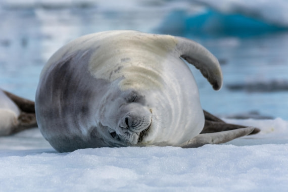 OTL30a26, Day 7, _DSC2703.jpg © Unknown Photographer - Oceanwide Expeditions.jpg