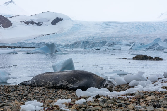 OTL30a26, Day 9, _DSC2736.jpg © Unknown Photographer - Oceanwide Expeditions.jpg