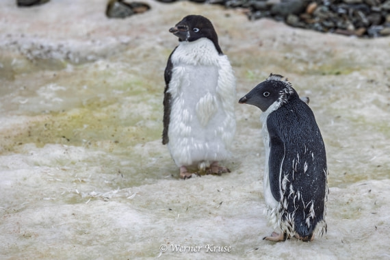 OTL30a26, Day 9, Millerand Island_WKR52392.jpg © Werner Kruse - Oceanwide Expeditions.jpg