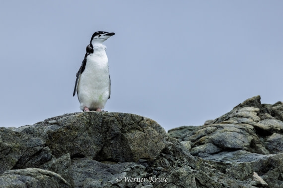 OTL30a26, Day 9, Millerand Island_WKR52402.jpg © Werner Kruse - Oceanwide Expeditions.jpg