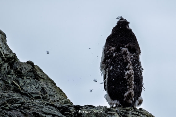 OTL30a26, Day 9, Millerand Island_WKR52411.jpg © Werner Kruse - Oceanwide Expeditions.jpg