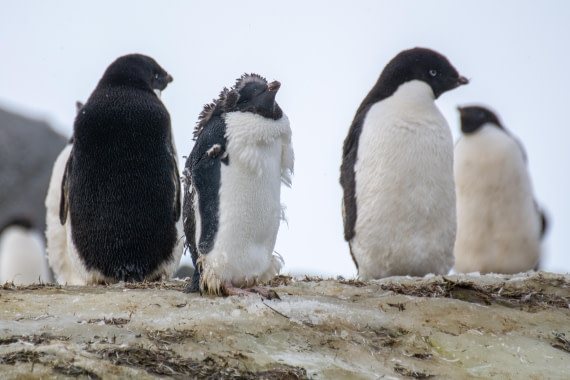 OTL30a26, Day 10, _DSC2757.jpg © Unknown Photographer - Oceanwide Expeditions.jpg