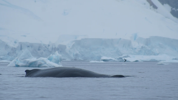 OTL30a26, Day 11, DSC05398.JPG © Unknown Photographer - Oceanwide Expeditions.JPG