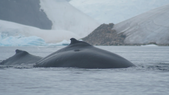 OTL30a26, Day 11, DSC05411.JPG © Unknown Photographer - Oceanwide Expeditions.JPG