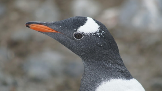 OTL30a26, Day 11, DSC05520.JPG © Unknown Photographer - Oceanwide Expeditions.JPG
