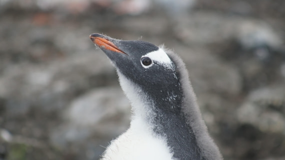 OTL30a26, Day 11, DSC05522.JPG © Unknown Photographer - Oceanwide Expeditions.JPG
