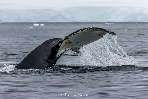 OTL30a26, Day 11, Stoney Point_WKR52433.jpg © Werner Kruse - Oceanwide Expeditions.jpg