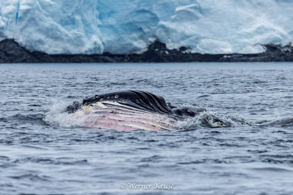 OTL30a26, Day 11, Stoney Point_WKR52439.jpg © Werner Kruse - Oceanwide Expeditions.jpg