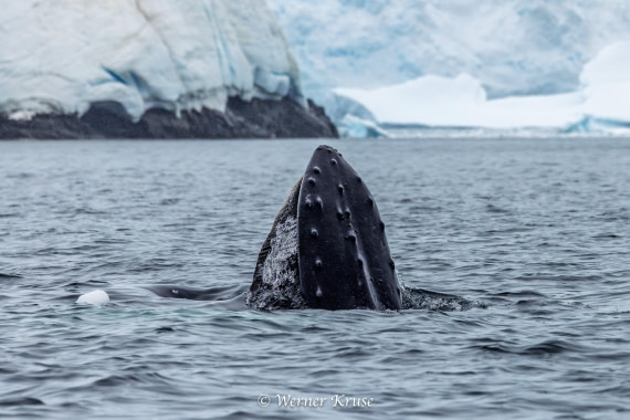 OTL30a26, Day 11, Stoney Point_WKR52451.jpg © Werner Kruse - Oceanwide Expeditions.jpg