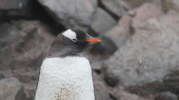 OTL30a26, Day 12, DSC05711.JPG © Unknown Photographer - Oceanwide Expeditions.JPG
