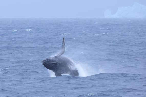 Breaching Humpback