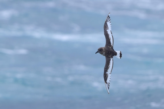 Antarctic Petrel